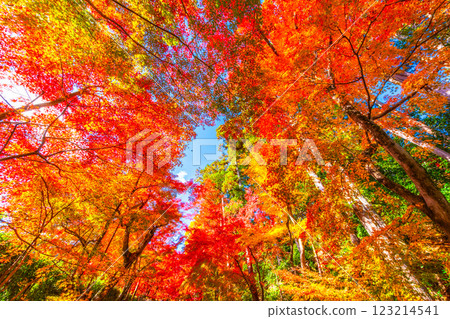 Autumn leaves of Kyoto Komyoji Autumn leaves of Kyoto Komyoji 123214541