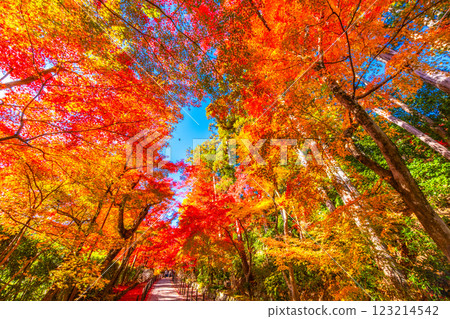 京都Komyoji秋葉 123214542