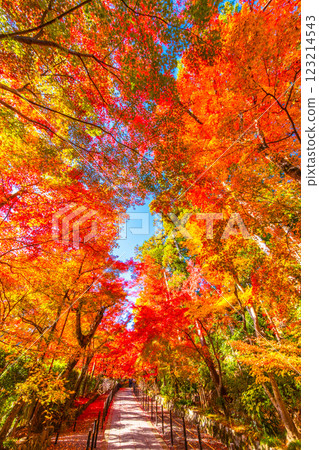 京都Komyoji秋葉 123214543