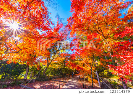 Autumn leaves of Kyoto Komyoji 123214579