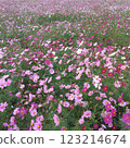 啤酒花園裡盛開的波斯菊 123214674