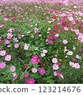 盛開的波斯菊 123214676