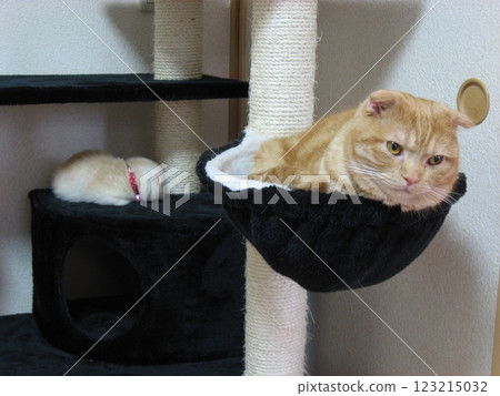 Sleeping kitten and awake cat 123215032