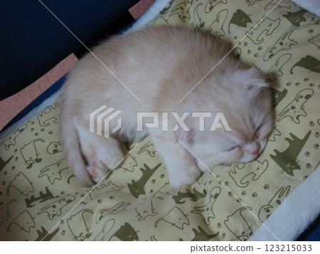 Deep sleeping kitten Deep sleeping kitten 123215033