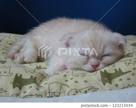 Sleeping kitten Sleeping kitten 123215034