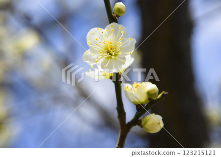 White plum blossoms (macro photography) White plum blossoms (macro photography) 123215121