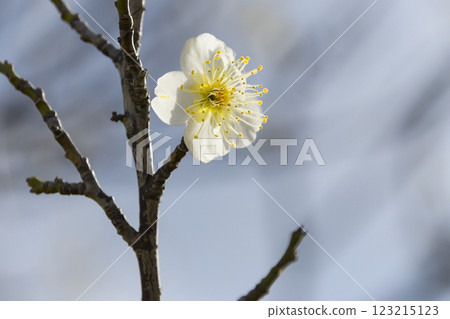 White plum blossoms (macro photography) White plum blossoms (macro photography) 123215123