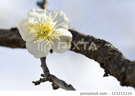 White plum blossoms (macro photography) White plum blossoms (macro photography) 123215124