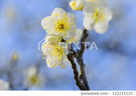 White plum blossoms (macro photography) White plum blossoms (macro photography) 123215125