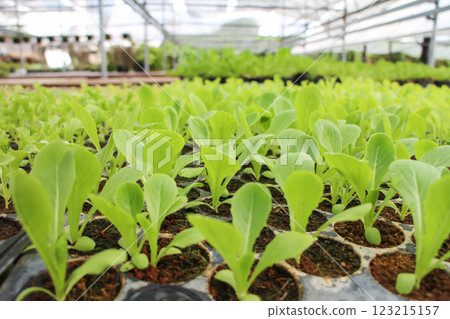 Green seedlings growing in a greenhouse environment Green seedlings growing in a greenhouse environment 123215157