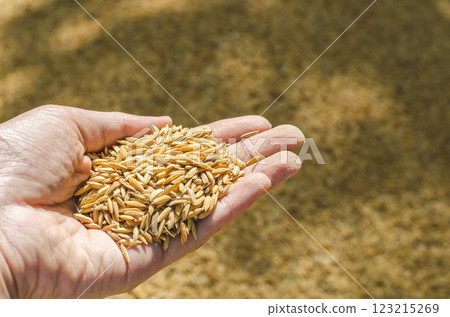 Hand holding grains of rice outdoors. 123215269
