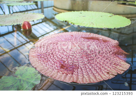 Delicate lotus on green leaves 123215393