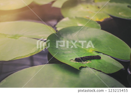 Lotus pads with a caterpillar basking in sunlight Lotus pads with a caterpillar basking in sunlight 123215455