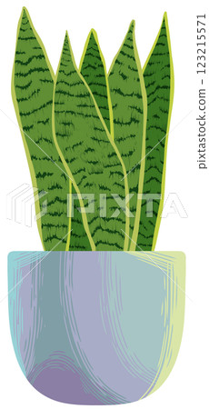 Snake plant Sansevieria Dwarf laurentii Snake plant Sansevieria Dwarf laurentii 123215571