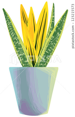 Snake plant Sansevieria Golden flame Snake plant Sansevieria Golden flame 123215573