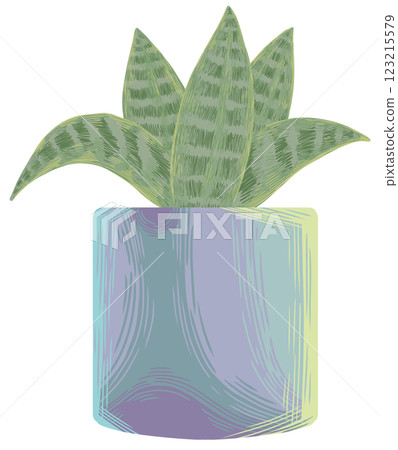 Snake plant Sansevieria Silver hahnii Snake plant Sansevieria Silver hahnii 123215579