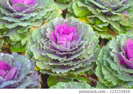 Colorful ornamental cabbage in a garden setting 123215659