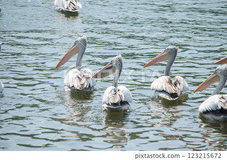 Pelicans swimming in a serene water setting 123215672