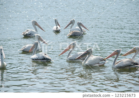 Pelicans swimming in a calm water scene 123215673