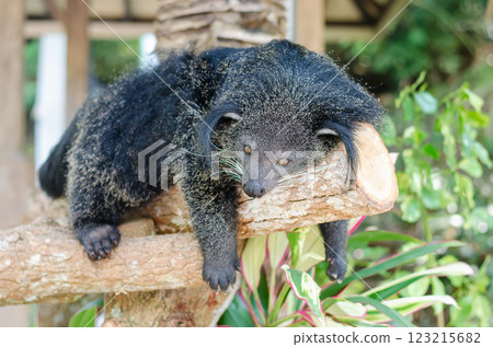 Binturong or bearcat, wild animal of Southeast Asia on a tree branch outdoors Binturong or bearcat, wild animal of Southeast Asia on a tree branch outdoors 123215682