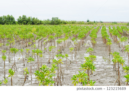 Mangrove seedlings in a coastal wetland area, Thailand, Rayong, Prasae Mangrove seedlings in a coastal wetland area, Thailand, Rayong, Prasae 123215689