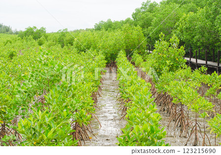 Lush green mangrove forest landscape, Thailand, Rayong, Prasae Lush green mangrove forest landscape, Thailand, Rayong, Prasae 123215690