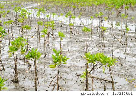 New mangrove plants in a wetland environment., Thailand, Rayong, Prasae New mangrove plants in a wetland environment., Thailand, Rayong, Prasae 123215691