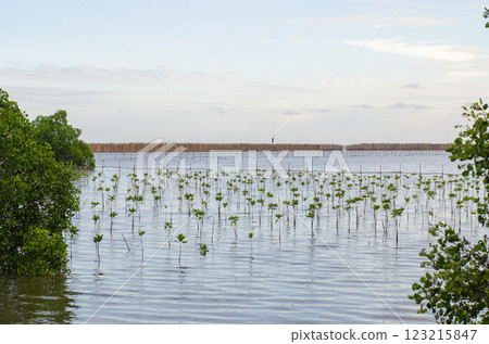Thungprongthong forest, Thailand, Rayong, Prasae, Flooded mangrove landscape with young plants. 123215847