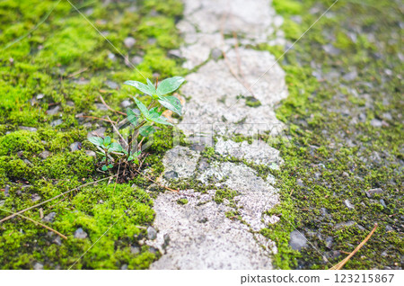 Green moss on concrete with small plant growth. 123215867