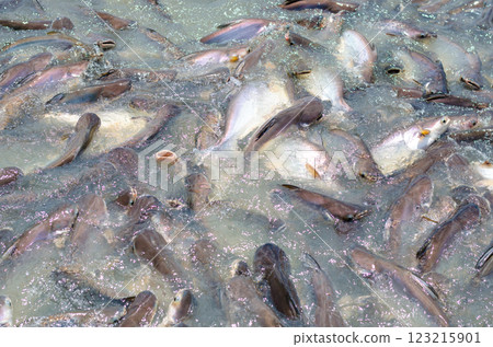 Crowd of fish swimming in a water body Crowd of fish swimming in a water body 123215901