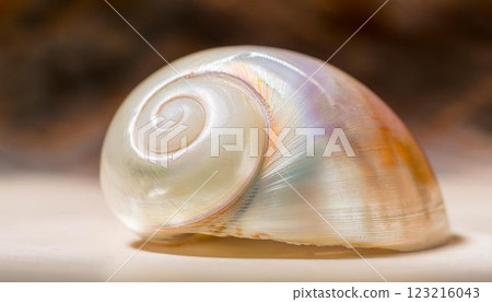 Beautiful iridescent mother-of-pearl shells 2 123216043