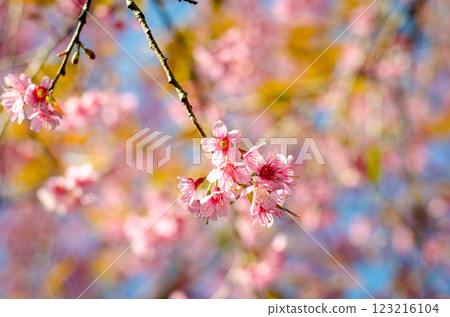 Prunus cerasoides or wild Himalayan cherry Thai Sakura at Chiang Mai Thailand Prunus cerasoides or wild Himalayan cherry Thai Sakura at Chiang Mai Thailand 123216104