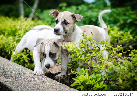 Two playful puppies exploring foliage 123216114