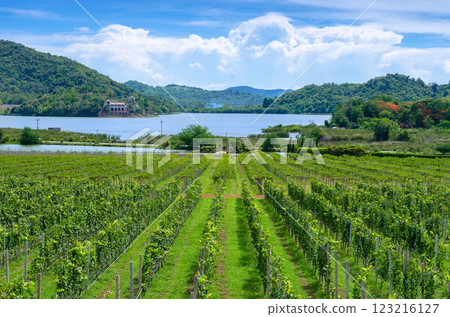 Vineyard with lake and mountains in the background in Pattaya Thailand Vineyard with lake and mountains in the background in Pattaya Thailand 123216127
