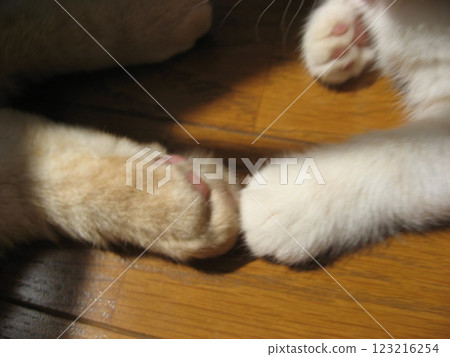 Cats holding hands Cats holding hands 123216254