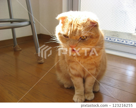 Cat opening his mouth Cat opening his mouth 123216255