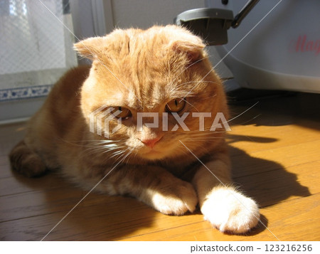A glancing cat A glancing cat 123216256