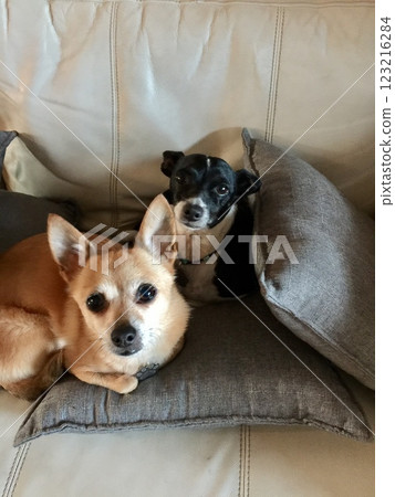 Dog relaxing on the sofa Dog relaxing on the sofa 123216284