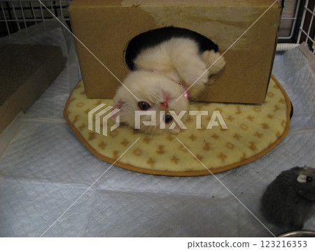 一隻說謊的小貓 123216353