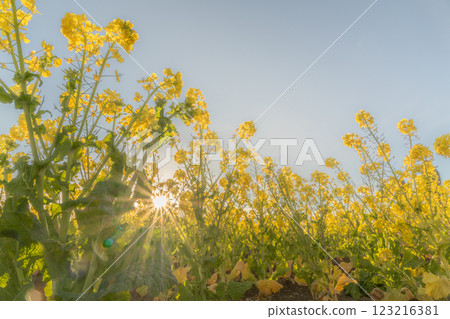 春日的陽光灑在油菜花田上 春日的陽光灑在油菜花田上 123216381