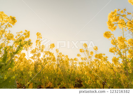 從下面仰望油菜花田,春光傾瀉而下 從下面仰望油菜花田,春光傾瀉而下 123216382
