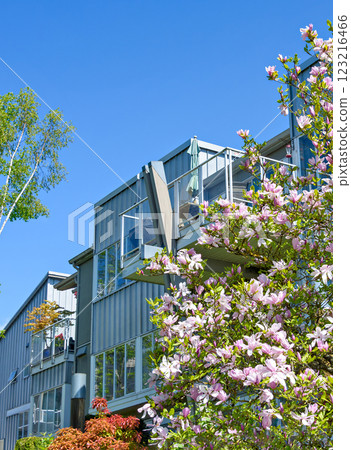 Modern residential building with blossoming mognolia on the foreground 123216466