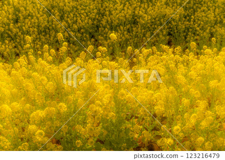 強奸的花朵預示著春天的到來 強奸的花朵預示著春天的到來 123216479
