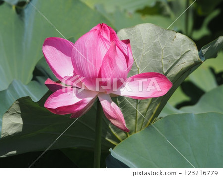 Lotus: Lotus flowers beginning to bloom 123216779