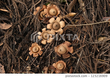 Elemaki shit 123216909