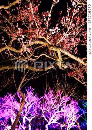 Illumination of the Kairakuen Plum Festival, a spring tourist event in Mito City, Ibaraki Prefecture Illumination of the Kairakuen Plum Festival, a spring tourist event in Mito City, Ibaraki Prefecture 123216980