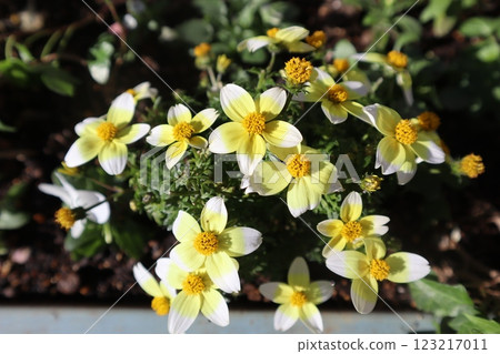 Yellow flower Bidens 123217011