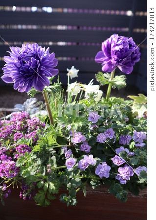 波爾圖銀蓮花種植 123217013