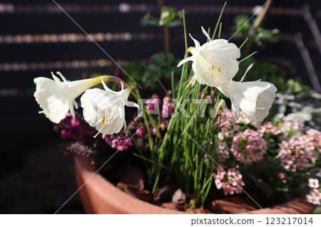 White flowers of the original daffodil 123217014
