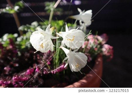 原始水仙花的白色花朵 原始水仙花的白色花朵 123217015